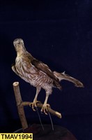 鳳頭蒼鷹藏品圖，第8張
